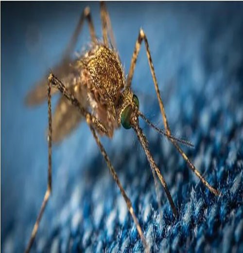 How to Stop Insects Entering the House? - MAGZO
