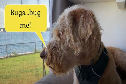 Would You Want to Own a Bug Screen Door for Your Van? - MAGZO